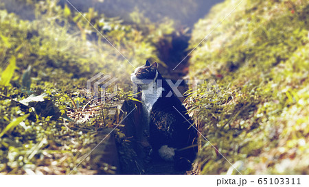 ねこ ねこ 65103311