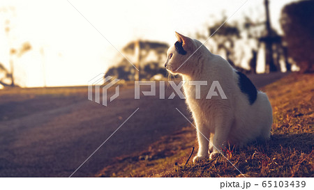 ねこ ねこ 65103439