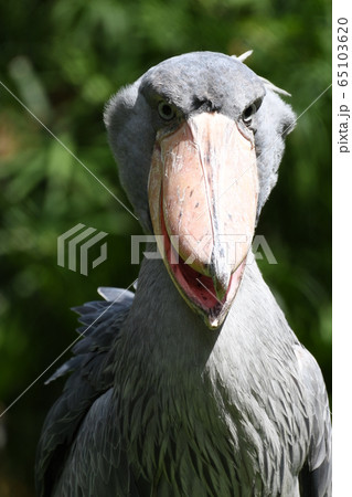 ハシビロコウ41 65103620