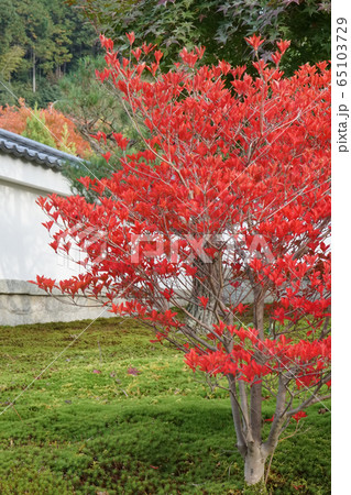真っ赤に紅葉したドウダンツツジ 真っ赤に紅葉したドウダンツツジ 65103729