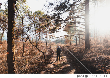 Mountains and trees on a rainy evening day 65103911