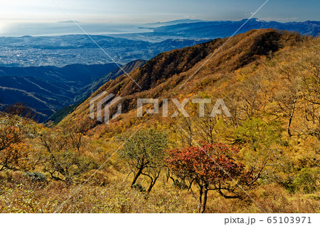 紅葉の丹沢表尾根から見る相模湾と秦野・小田原の町並み 65103971