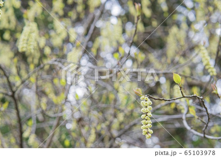 木伏の花穂をクローズアップ 65103978