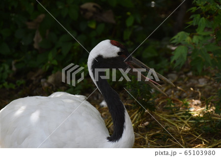 タンチョウ2 65103980