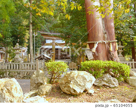 水分かれ公園(みわかれこうえん)、いそべ神社入り口付近にある夫婦檜(めおとひのき)/兵庫県丹波市氷上 水分かれ公園(みわかれこうえん)、いそべ神社入り口付近にある夫婦檜(めおとひのき)/兵庫県丹波市氷上 65104055