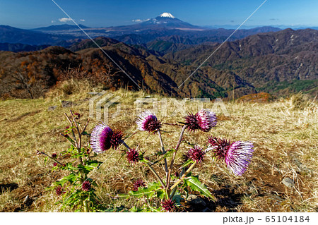 丹沢・塔ノ岳のアザミの花と富士山 65104184