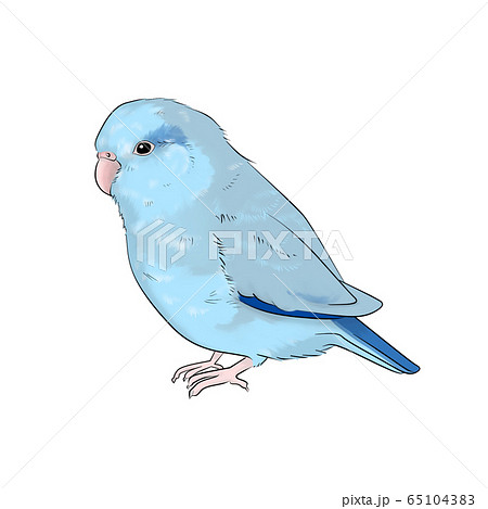 マメルリハのイラスト素材