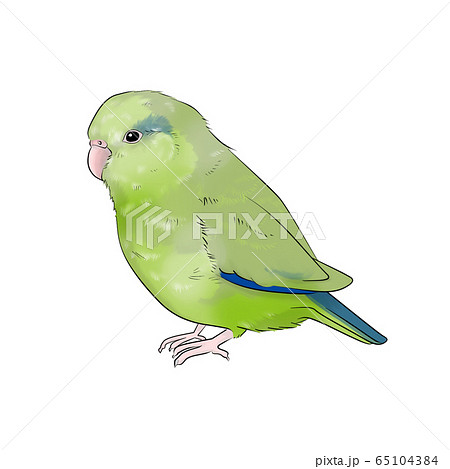マメルリハのイラスト素材