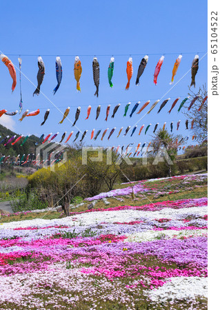 こいのぼりと芝桜 長沢鯉のぼり祭り こいのぼりと芝桜 長沢鯉のぼり祭り 65104522