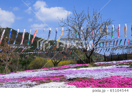こいのぼりと芝桜　長沢鯉のぼり祭り 65104544