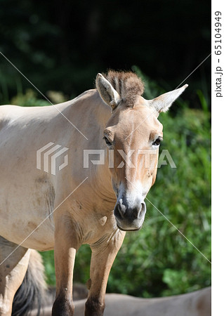 モウコノウマ81 65104949
