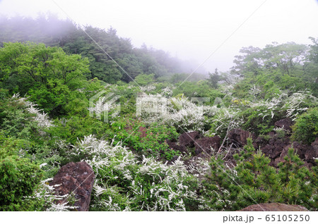 龍門山　蛇紋原のキイシモツケ 65105250