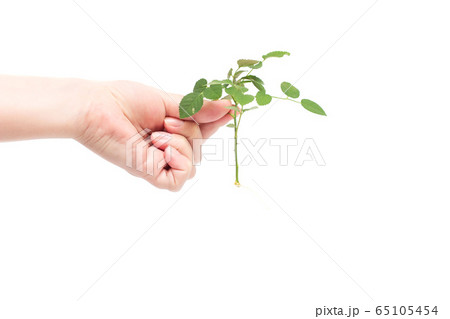 Female hand holds a sprig of roses with a developed root system, planting flowers, white background, isolate 65105454