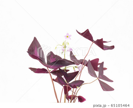 Beautiful oxalis flower, green orange with purple leaves, white background, isolate, botanical 65105464