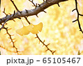 イチョウの葉 65105467