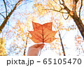 楓の葉と手 65105470