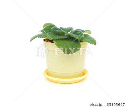 Home flower in a pot violet, white background, isolate, close-up, natural, beautiful 65105647