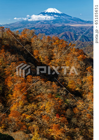 丹沢・塔ノ岳から見る紅葉の鍋割山稜と富士山 65105651