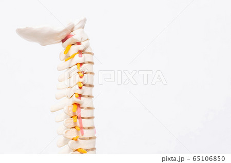 Model of the cervical spine with blood vessels on a white background. The concept of lordosis and spondylosis of the cervical spine, Atlant and Epistrophea, copy space 65106850