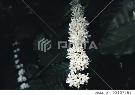 White coffee flowers on dark-toned coffee trees White coffee flowers on dark-toned coffee trees 65107265
