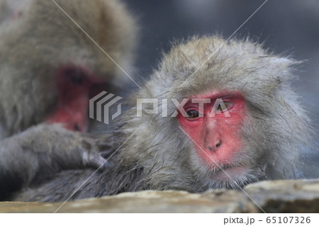 地獄谷野猿公苑のスノーモンキー 65107326