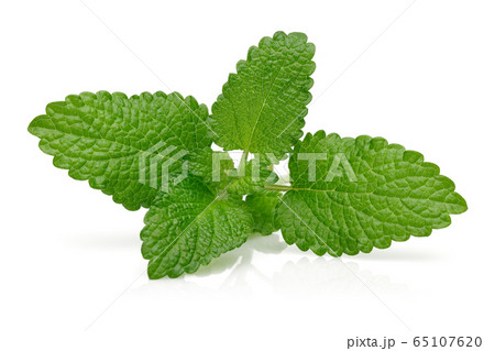 Bunch of lemon balm or melissa plant isolated 65107620