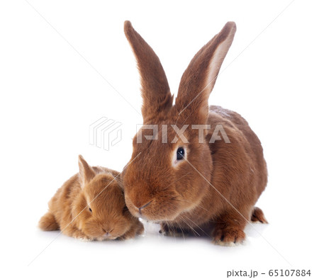 young rabbit and mother 65107884