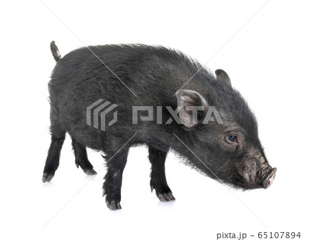 vietnamese pig in studio 65107894