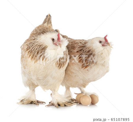 Faverolles chicken in studio 65107895