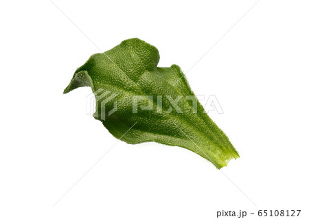 アイスプラント, 葉物野菜 アイスプラント, 葉物野菜 65108127