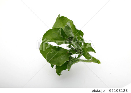 アイスプラント, 葉物野菜 65108128