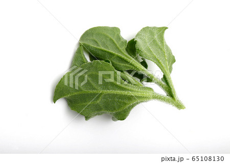 アイスプラント, 葉物野菜 アイスプラント, 葉物野菜 65108130