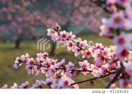 桃 花 木 65108163
