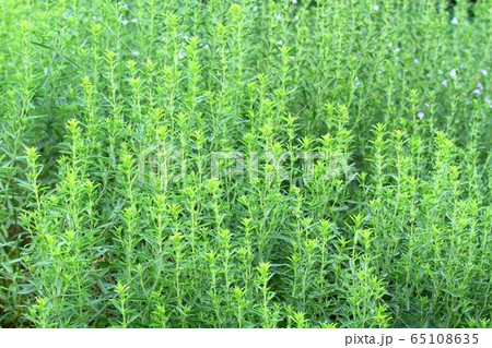 Winter savory herb, Satureja montana, in early Winter savory herb, Satureja montana, in early 65108635