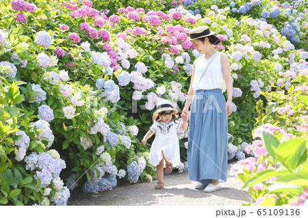 あじさいと親子 65109136