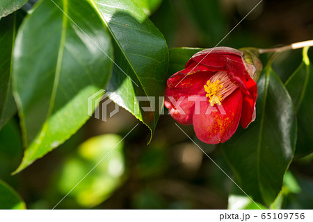 ヤブツバキの花と葉の写真素材