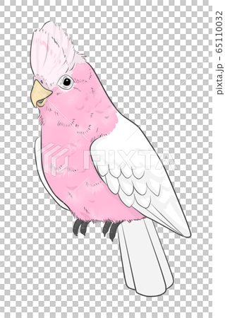 モモイロインコのイラスト素材 [65110032] - PIXTA