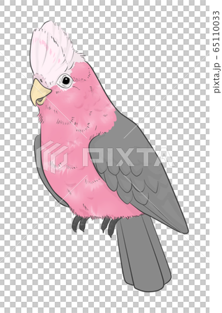 モモイロインコ、テンニョインコの絵画セット