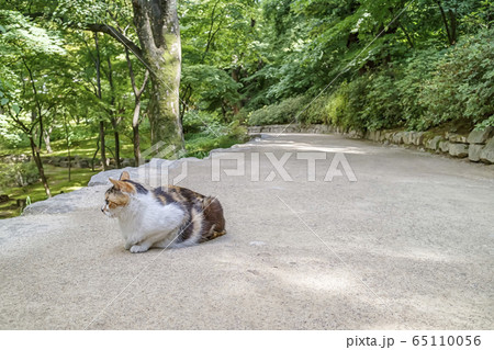 韓国 動物 猫の写真素材