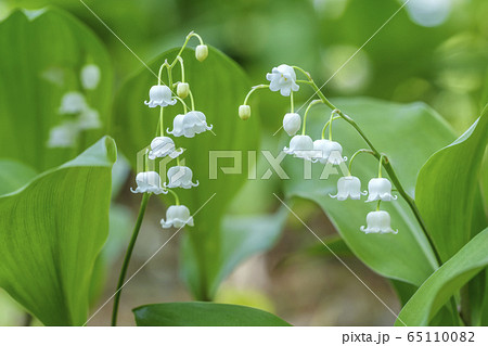 春 花 スズラン 65110082
