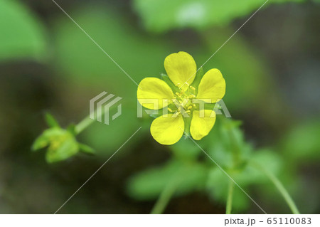 春 季節 花 65110083