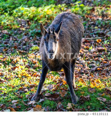 Domestic Goat, Capra aegagrus hircus in a park Domestic Goat, Capra aegagrus hircus in a park 65110111