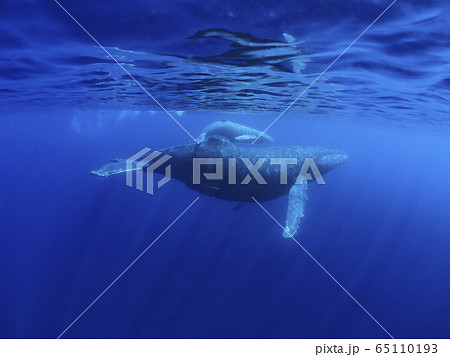 ザトウクジラの親子 ザトウクジラの親子 65110193