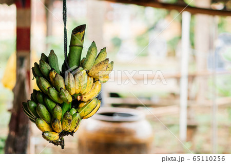 Klui Namwa or Pisang Awak banana hanging on rope. 65110256