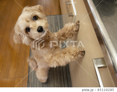 キッチンで甘えるかわいいアプリコットの小型犬【マルプー】 65110285
