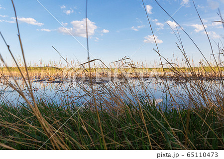 Landscape of a swampy reservoir Landscape of a swampy reservoir 65110473