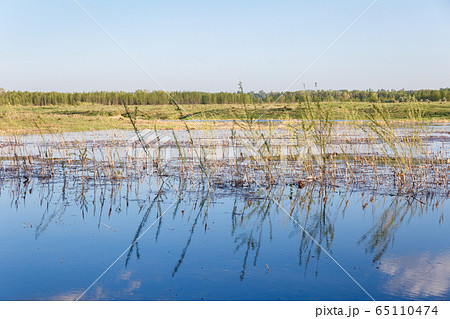 Landscape of a swampy reservoir 65110474