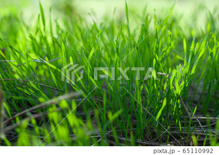 Green, juicy grass on a field close-up, nature of a spring 65110992