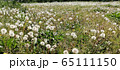 タンポポ　原っぱ 65111150
