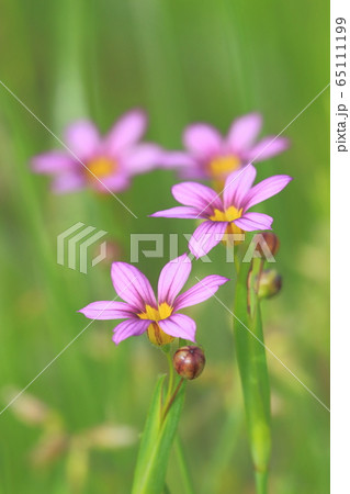 ニワゼキショウ 65111199